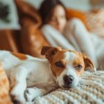 Pets Fill Our Homes