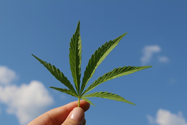 Hemp Flower Buds