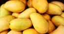 Miyazaki to Hyderabads fav Himayat: 7 costliest mangoes in India